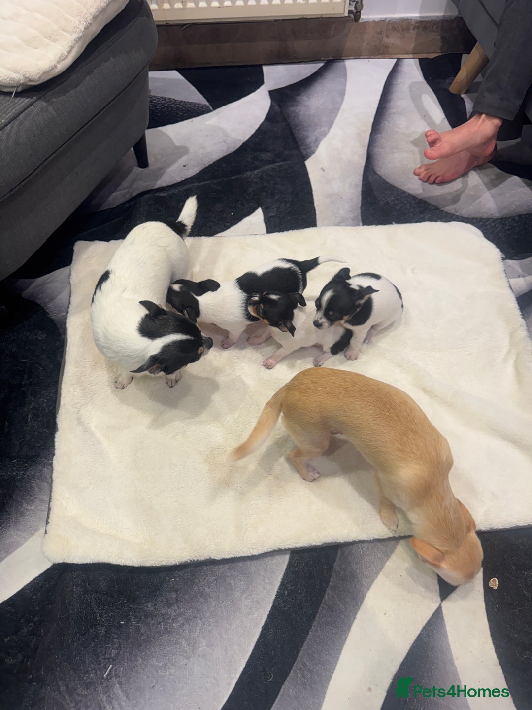 Chihuahua dogs for sale: 3 adorable apple-head tini puppies LF a home - Advert 15