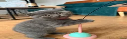 British Shorthair cats for sale: Blue BSH kittens looking new home - Advert 10