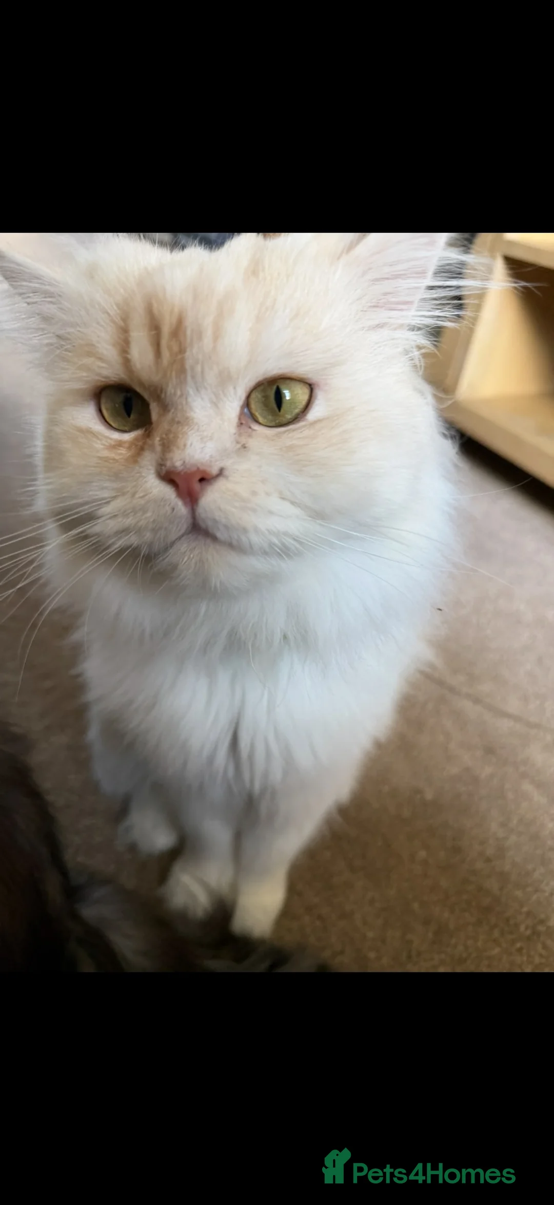Persian cats for sale: Simba the Persian - Advert 7