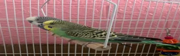 Budgerigars birds for sale: Pair of budgies and cage - Advert 2