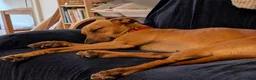 Mixed Breed dogs for sale: Lovely Luka the Lurcher - Advert 3