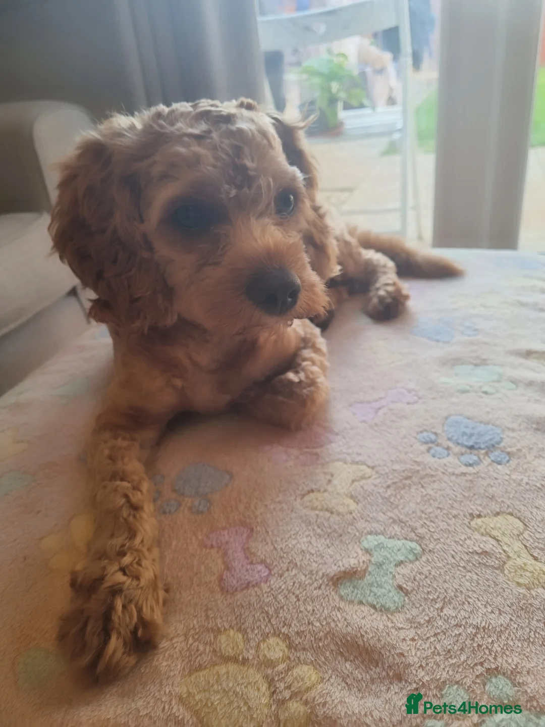 Cavapoo dogs for stud: Experienced, proven and health tested cavapoo stud in London - Advert 28