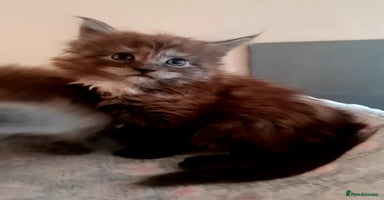 Maine Coon cats - Advert 15