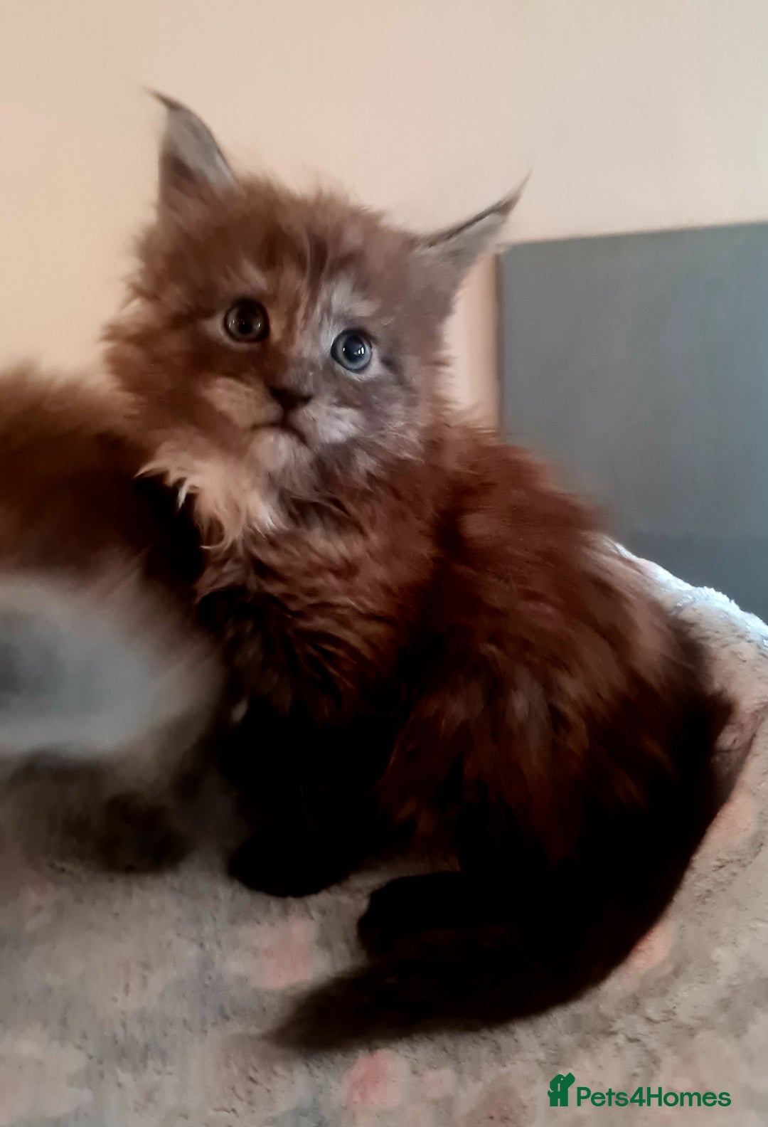 Maine Coon cats for sale: Full Pedigree Mainecoons available  - Image 3