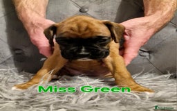 Boxer dogs for sale: Gorgeous Litter of 9 KC Registered Boxer Puppies - Image 29