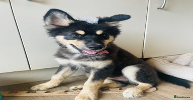 Mixed Breed dogs - Advert 15
