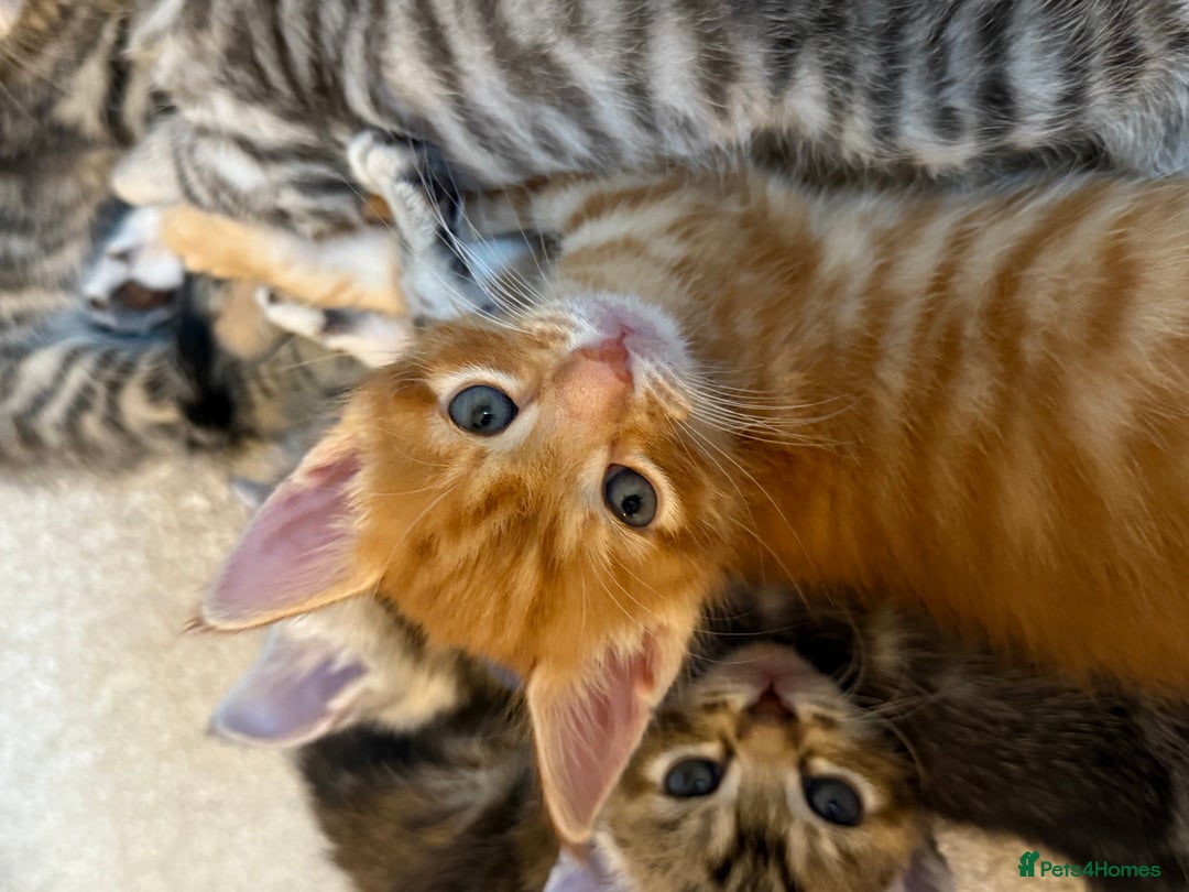 Maine Coon cats for sale: ✨2 Boys and 3 Girls Maine Coon kittens ✨🐾 - Image 8