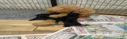 Labradoodle dogs for sale: f3 miniature labradoodles puppies in Chard - Advert 10