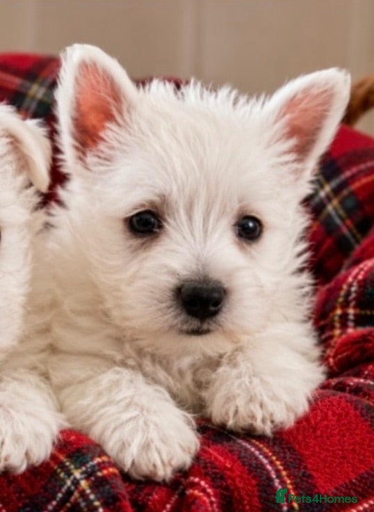 West Highland Terrier dogs Adorable West Highland terrier puppy - Advert 10