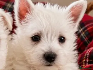 West Highland Terrier dogs Adorable West Highland terrier puppy - Advert 10