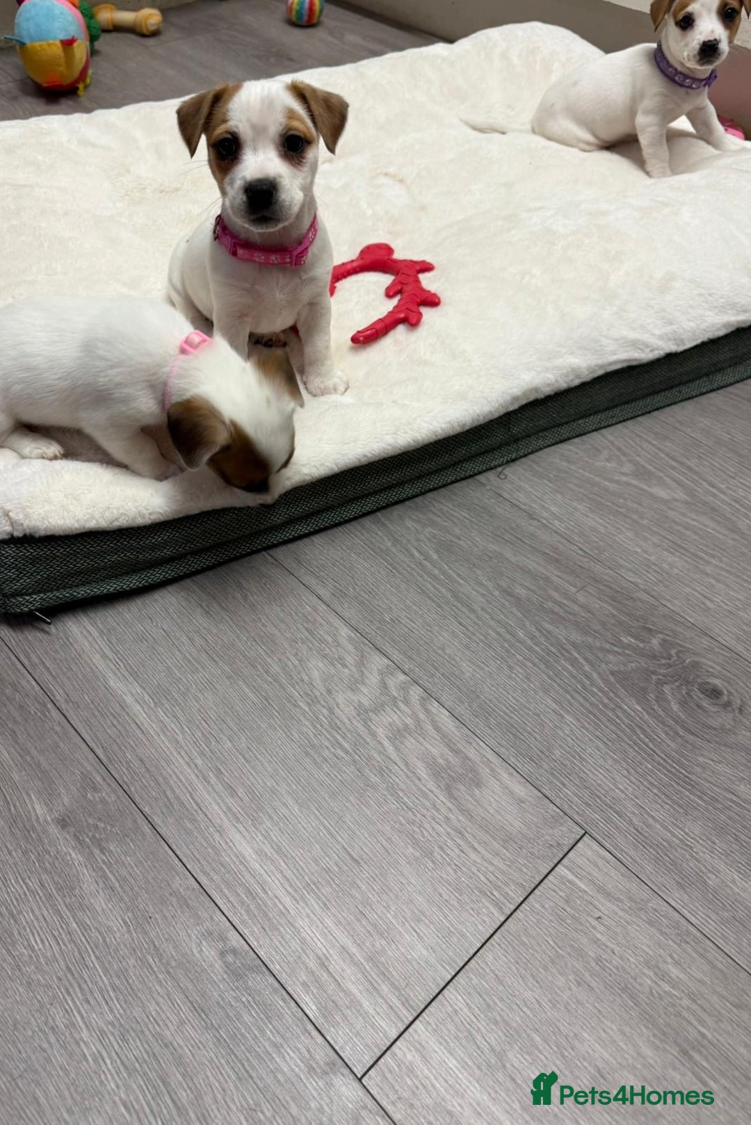 Jack Russell dogs for sale: 8 Week Old Jack Russel Puppies  - Advert 26