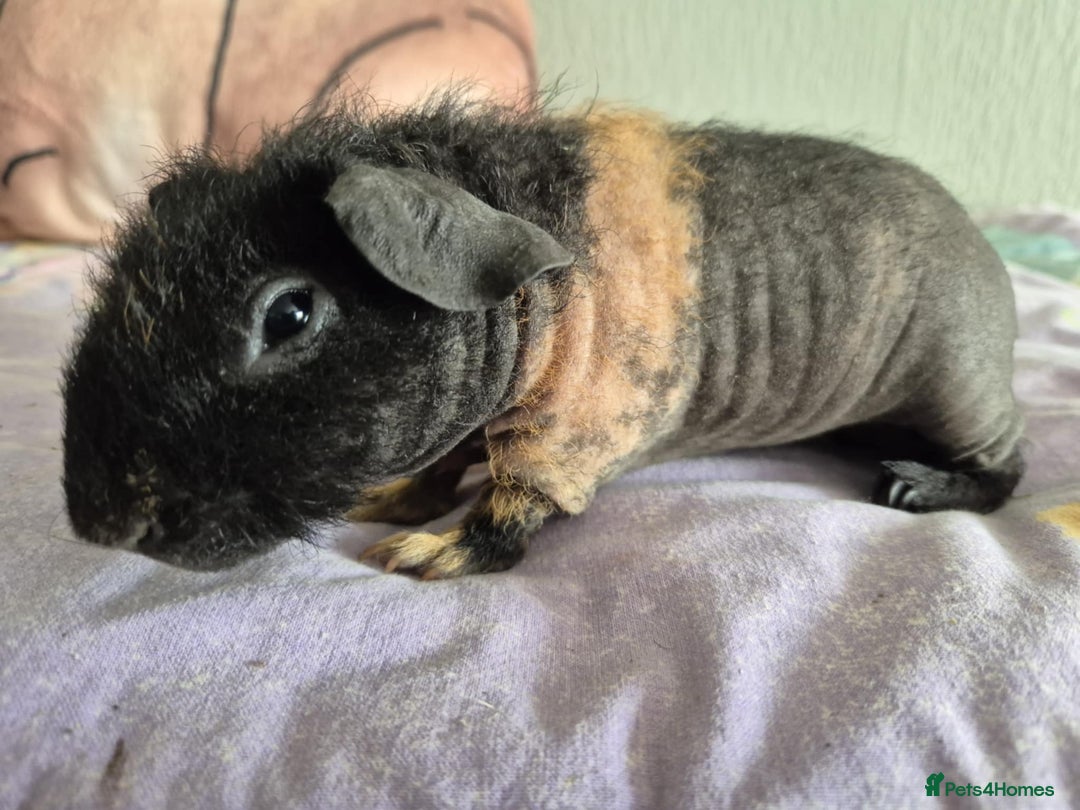 Guinea Pig rodents for sale: Werewolf skinny piggie mals - Image 2