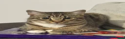 Domestic Shorthair cats for sale: Milo  - Advert 1