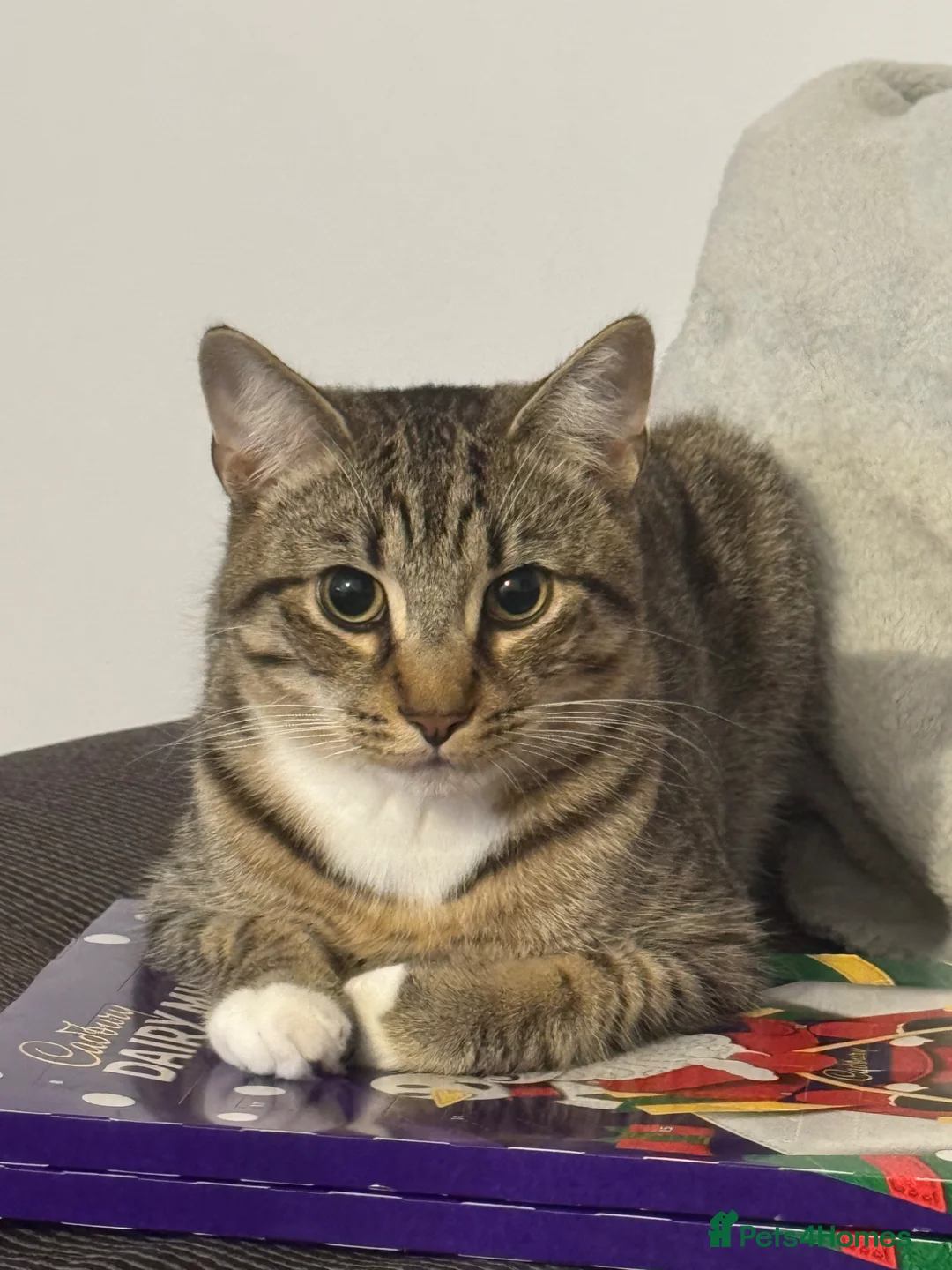 Domestic Shorthair cats for sale: Milo  - Advert 1