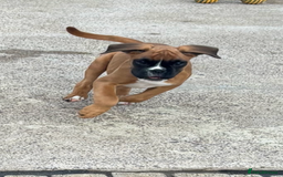 Boxer dogs for sale: Boxer pups  - Image 1