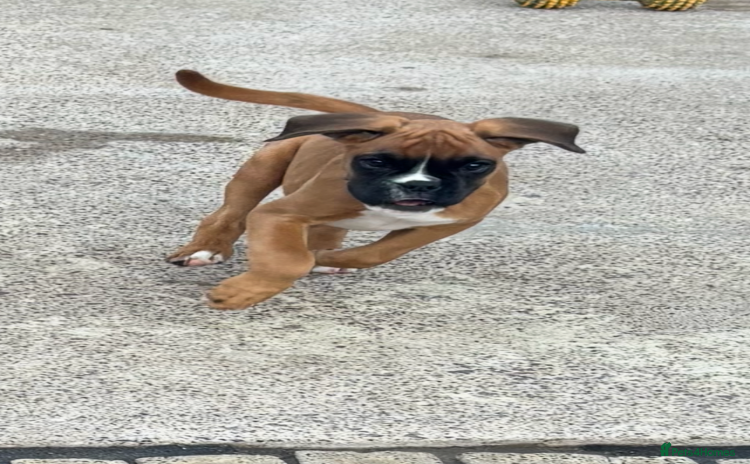 Boxer dogs - Advert 2