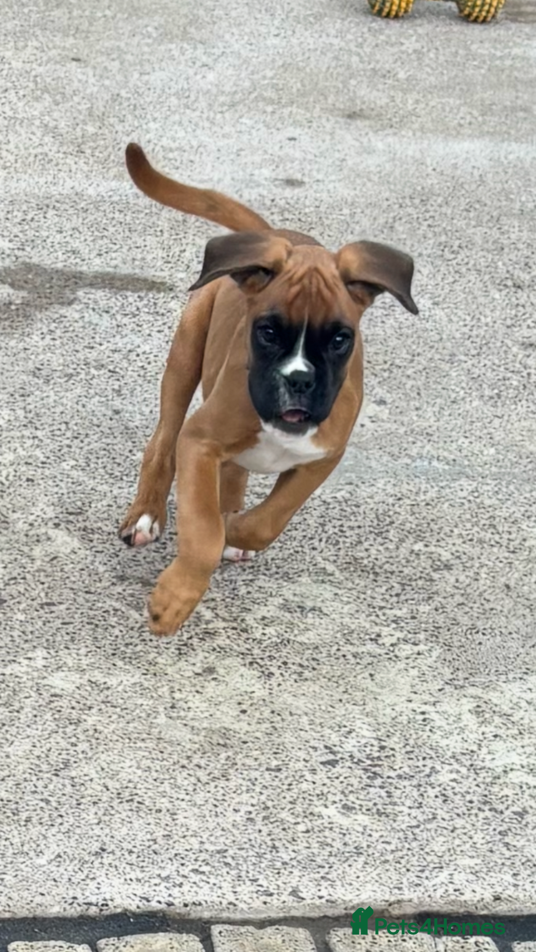 Boxer dogs for sale: Boxer pups  - Image 1