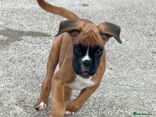 Boxer dogs - Advert 19