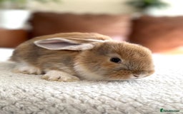 French Lop rabbits for sale: RESERVATIONS OPEN - Beautiful Baby French Lops - Image 9