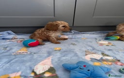 Cavapoo dogs for sale: * Cavapoo Boys available * - Image 29