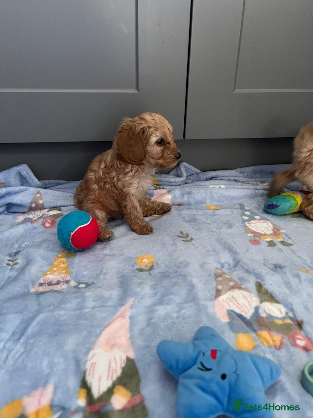 Cavapoo dogs for sale: * Cavapoo Boys available * - Image 29