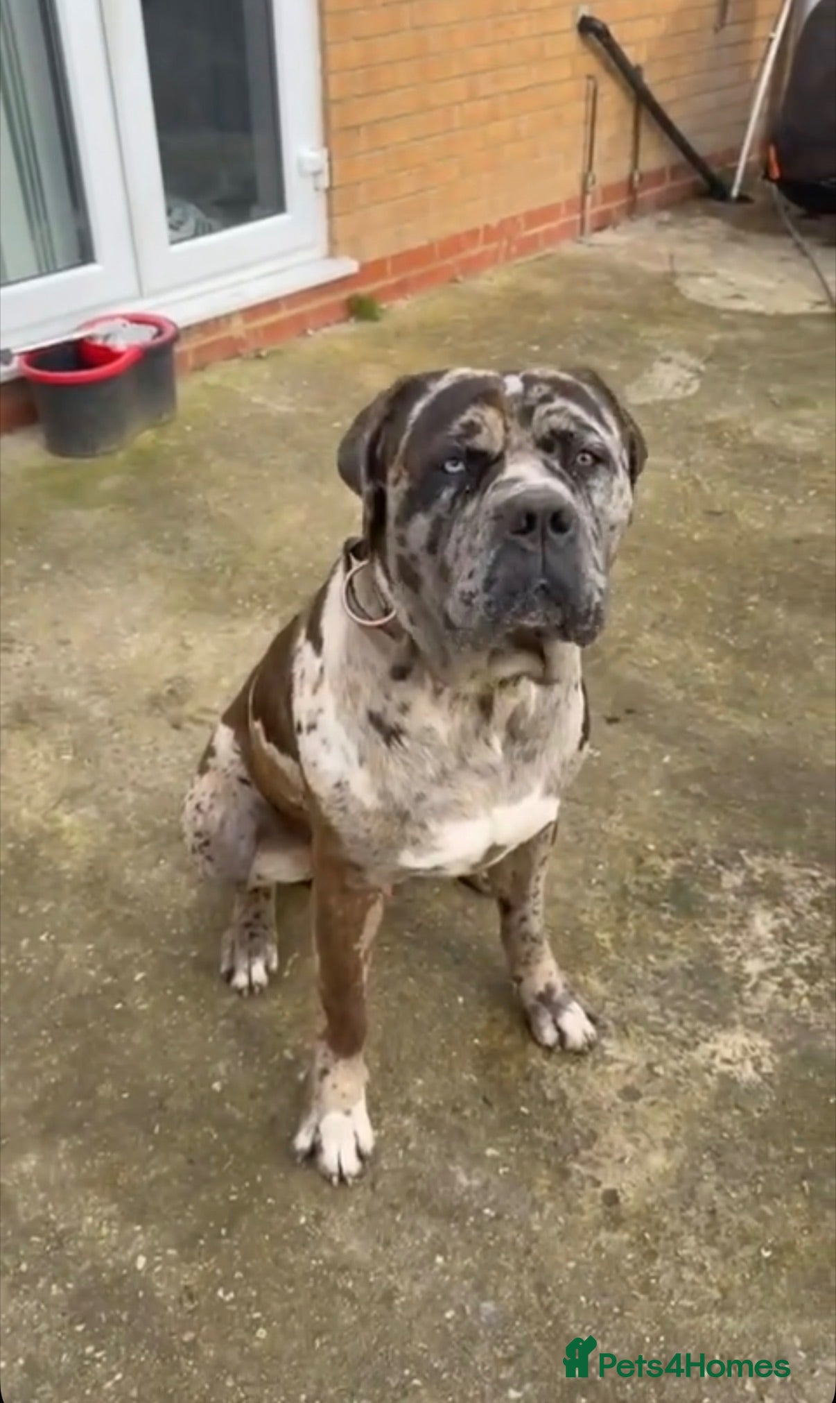 Mixed Breed dogs cane corso  - Advert 7