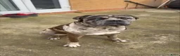 Mixed Breed dogs for sale: cane corso  - Advert 1