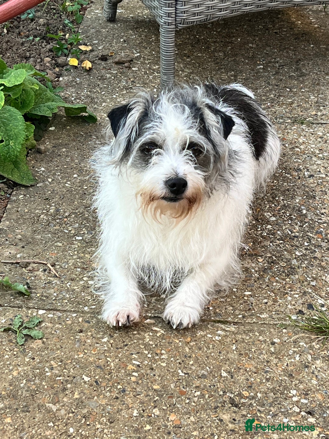 Jack Russell dogs for sale: Patchy 8 week old male broken coat terrier  - Advert 8