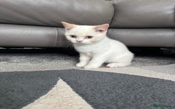British Shorthair cats for sale: Fully vaccinated pure British shorthair kittens - Image 4