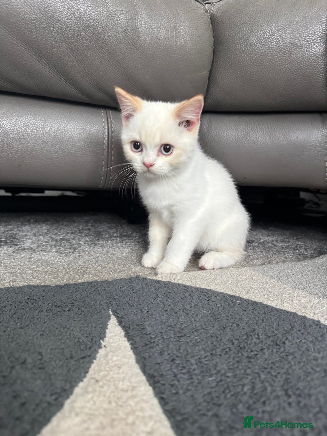 British Shorthair cats for sale: Fully vaccinated pure British shorthair kittens - Image 4