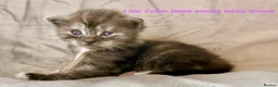 Maine Coon cats for sale: Stunning Maine Coon kittens in Droitwich - Advert 5