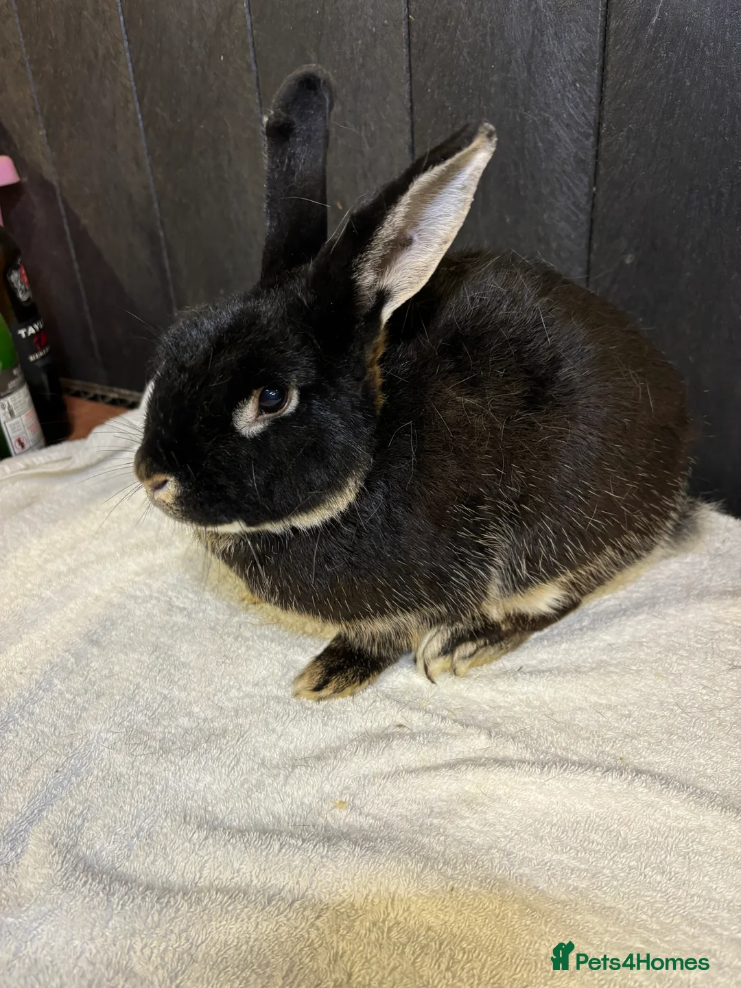 Mixed Breed rabbits for sale: Stunning Boy Bunnies  - Advert 3