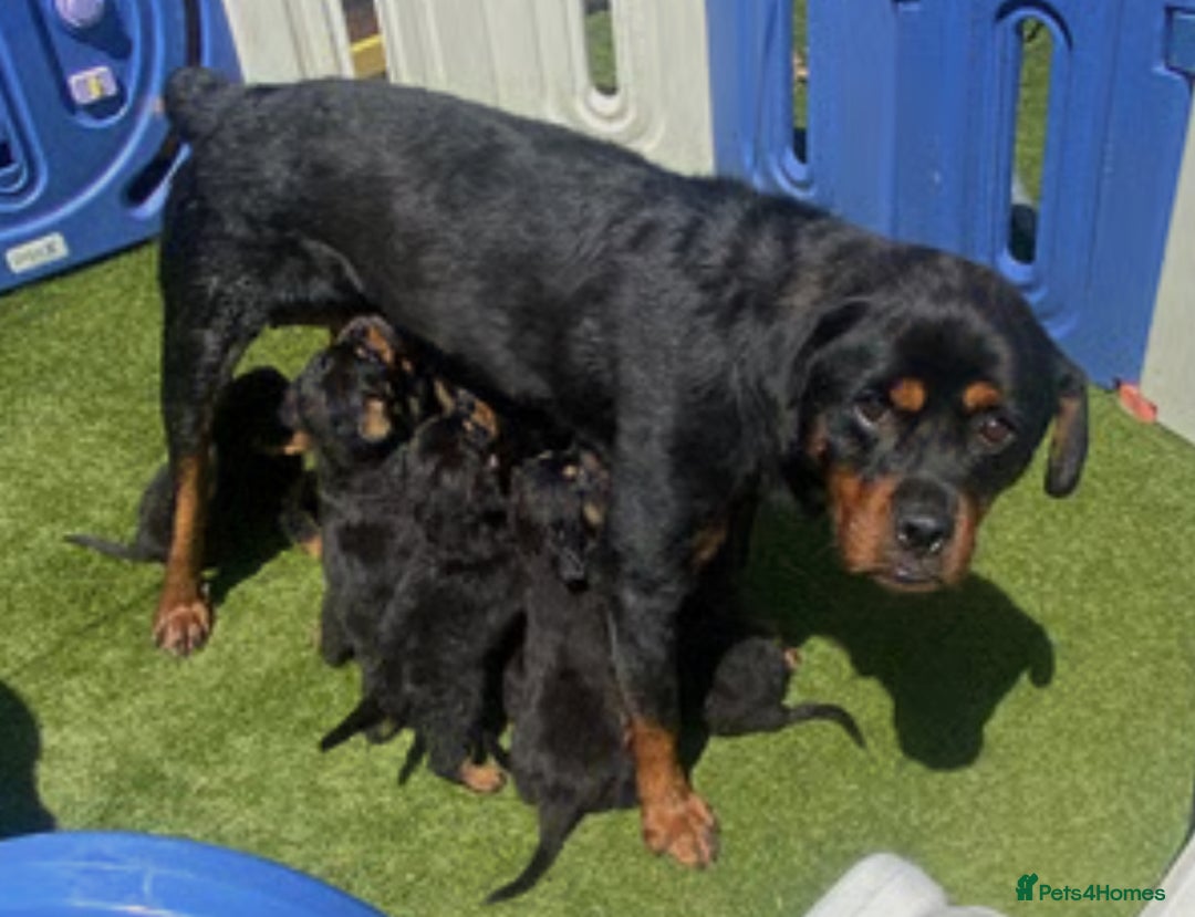 Rottweiler dogs for sale: Gorgeous 9-Week-Old Female Rottweiler Puppy –m - Image 3