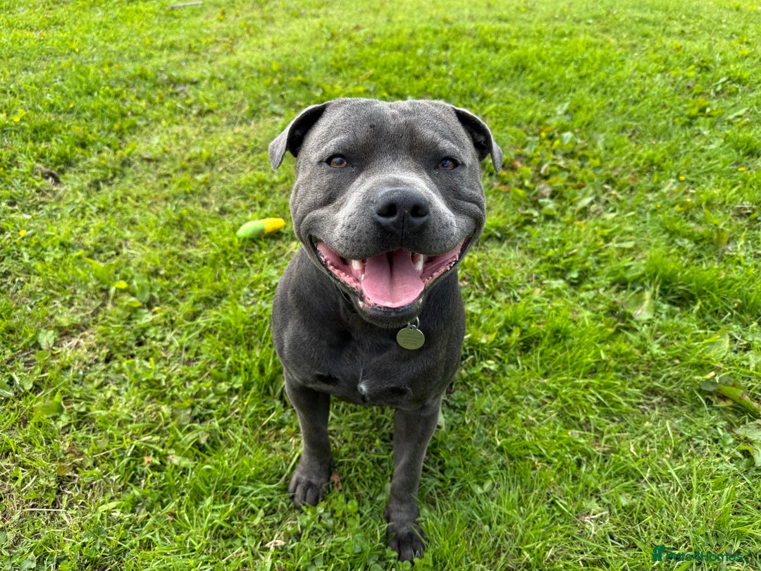 Staffordshire Bull Terrier dogs for stud: KC Reg Staffy Adorable Stud - Image 7