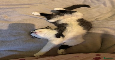 Mixed Breed cats - Advert 9