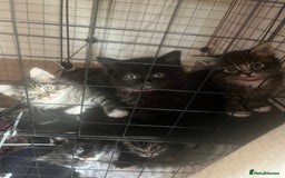 Mixed Breed cats for sale: 9 gorgeous kittens - Image 13