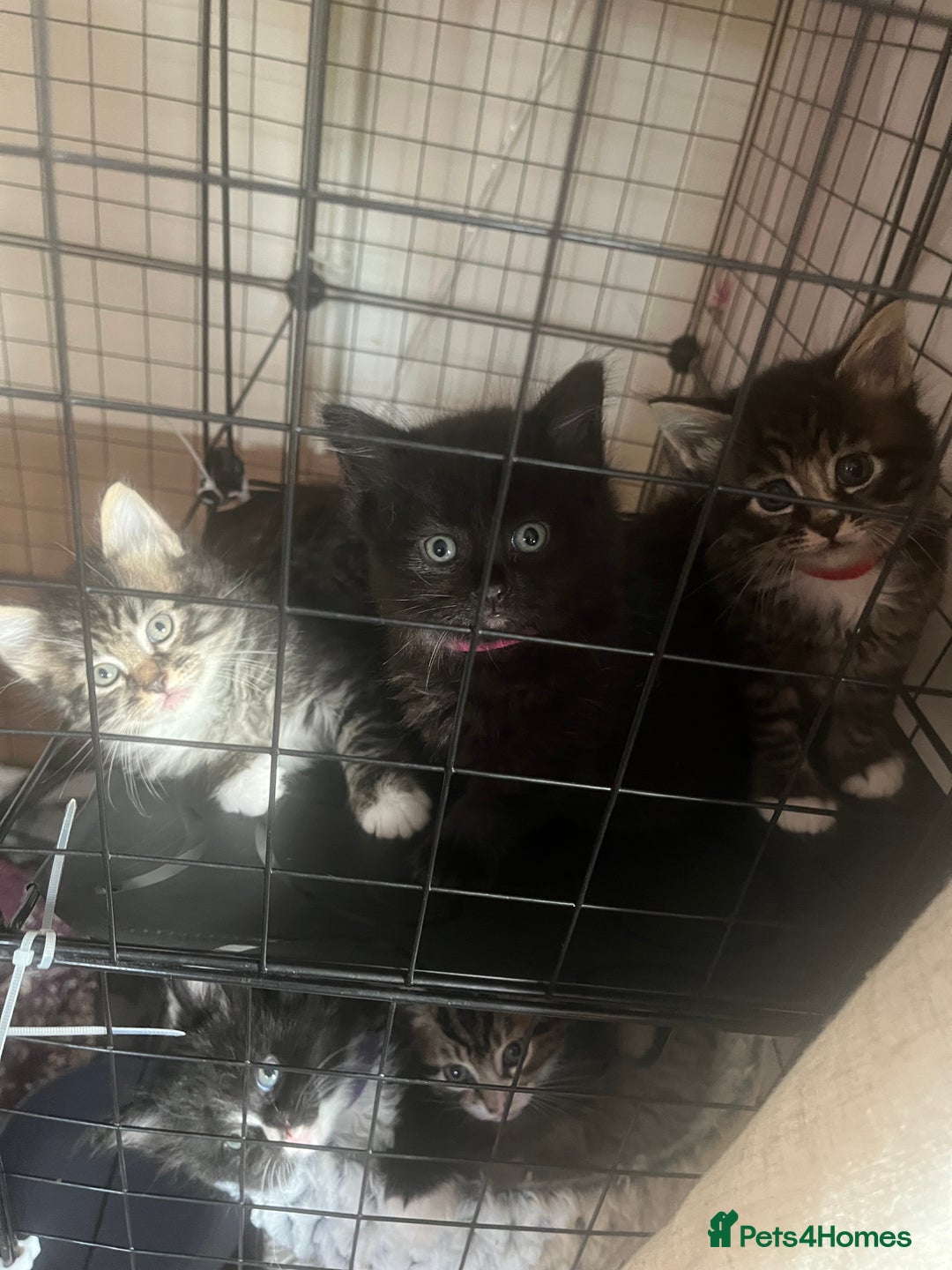 Mixed Breed cats for sale: 9 gorgeous kittens - Image 13