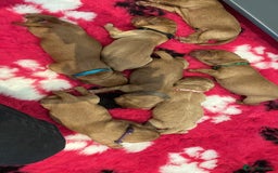 Labrador Retriever dogs for sale: KC REGISTERED FOX RED LABRADOR PUPPYS DUE SOON  - Image 1