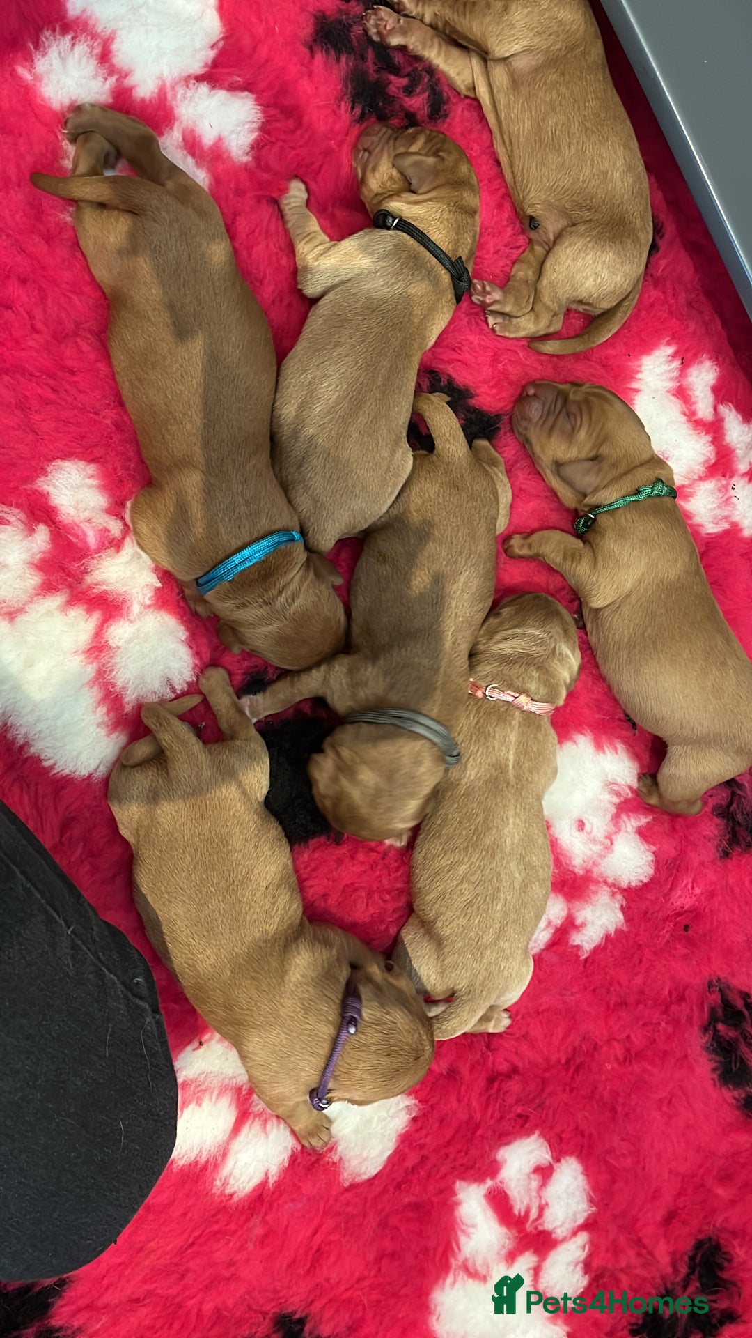 Labrador Retriever dogs for sale: KC REGISTERED FOX RED LABRADOR PUPPYS DUE SOON  - Image 1