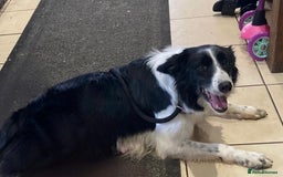 Border Collie dogs for sale: Female Border Collie Female - Image 1