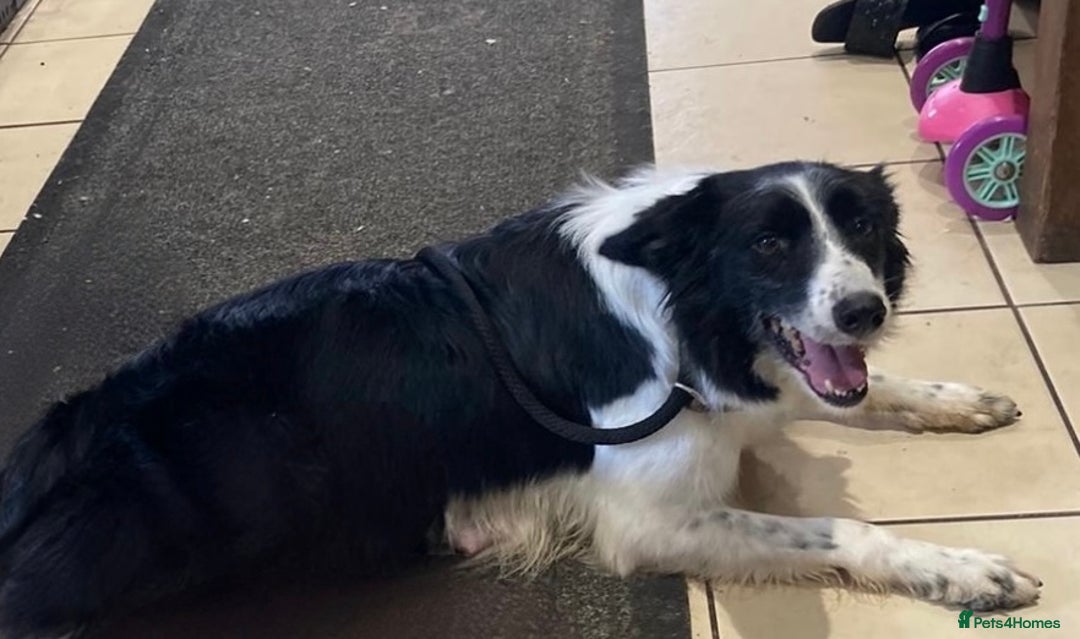 Border Collie dogs for sale: Female Border Collie Female - Image 1