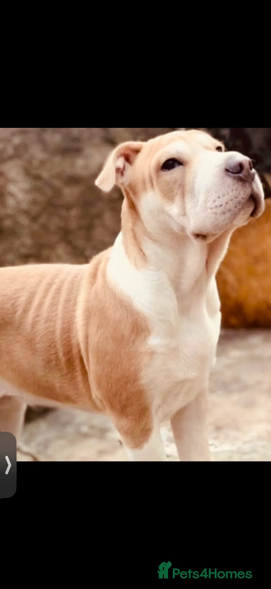 Mixed Breed dogs for sale: Juke needing rehome  - Advert 2