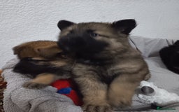 German Shepherd dogs for sale: BEAUTIFUL SABLE GERMAN SHEPHERD PUPS - Image 36