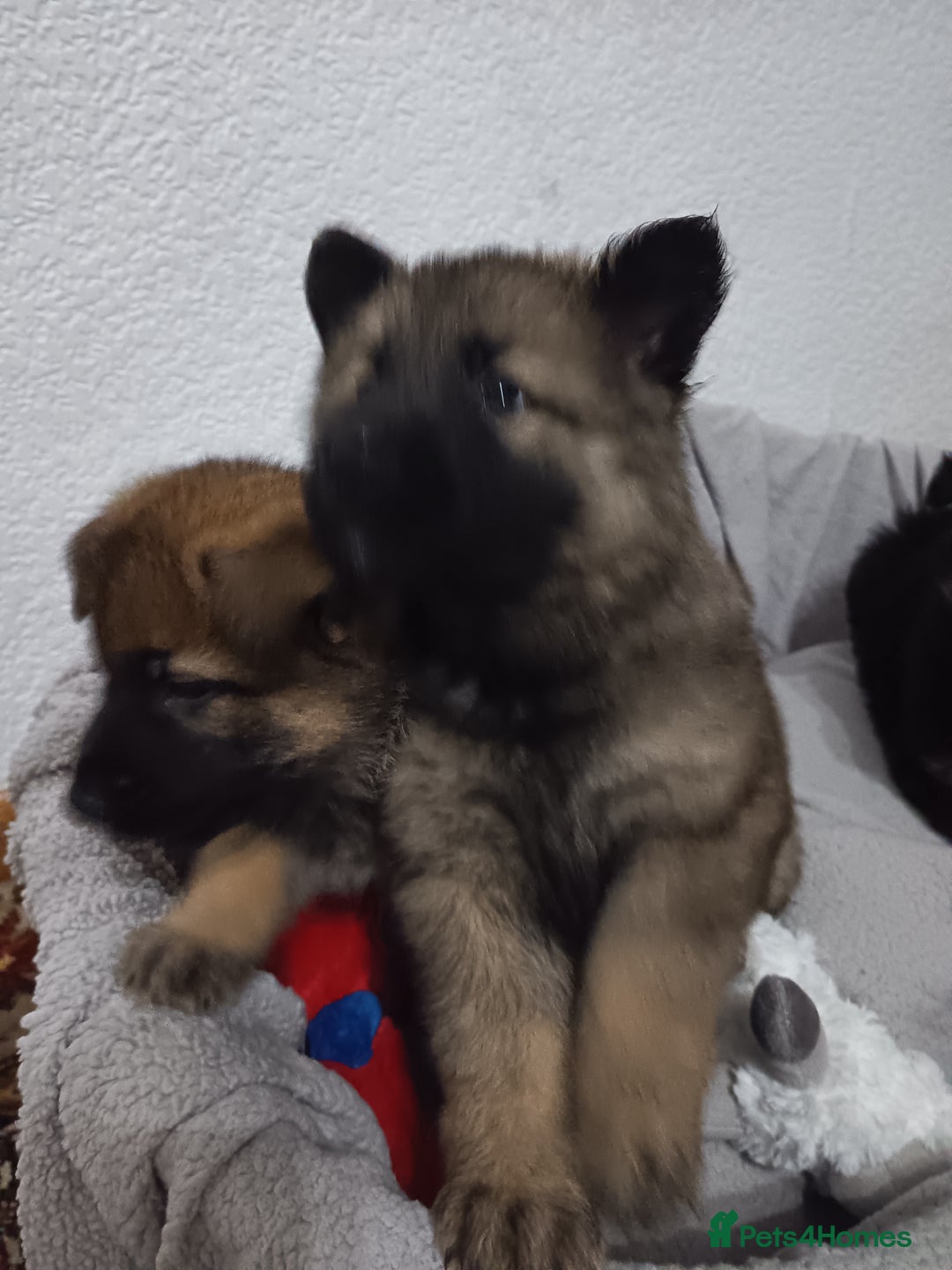 German Shepherd dogs for sale: BEAUTIFUL SABLE GERMAN SHEPHERD PUPS - Image 36