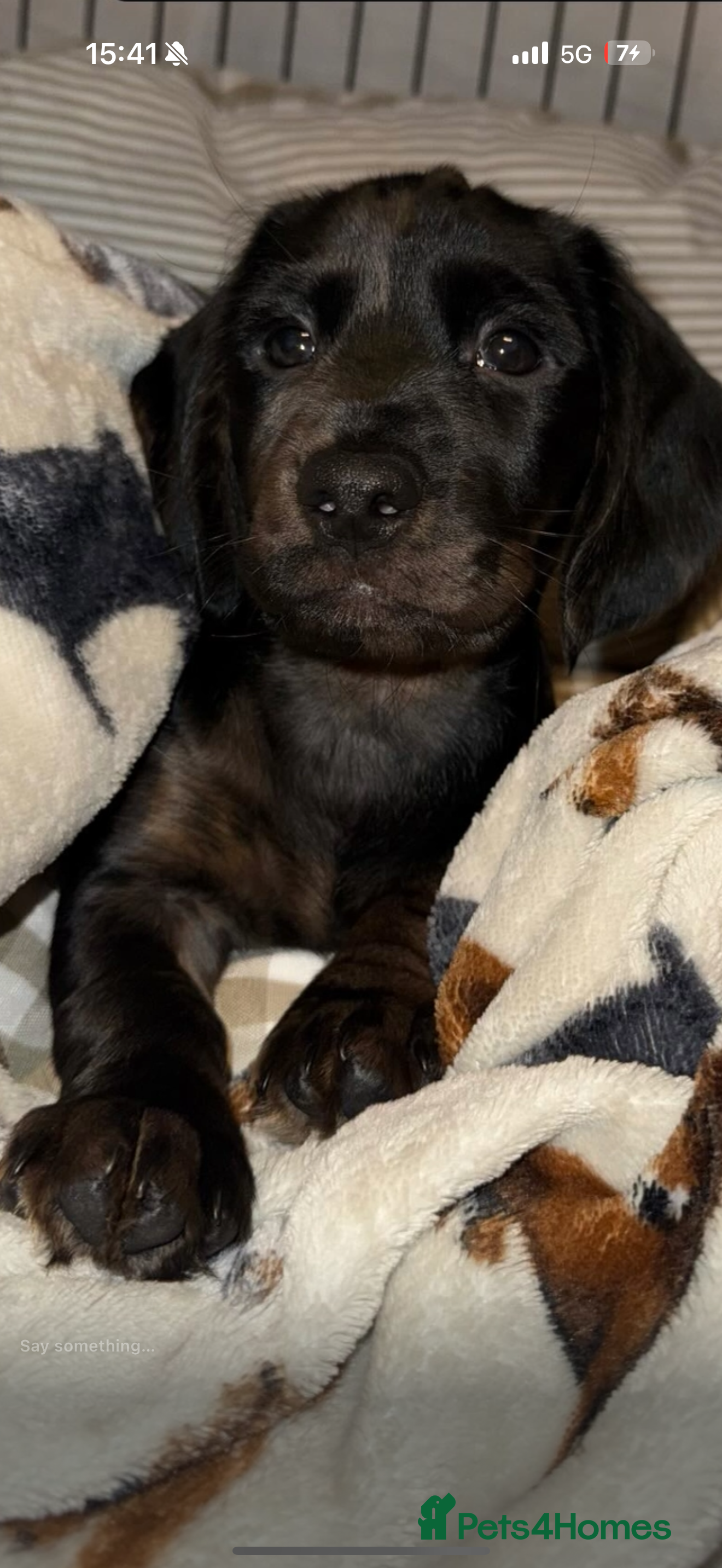 Mixed Breed dogs Male Cocker spaniel x Dachshund - Advert 1