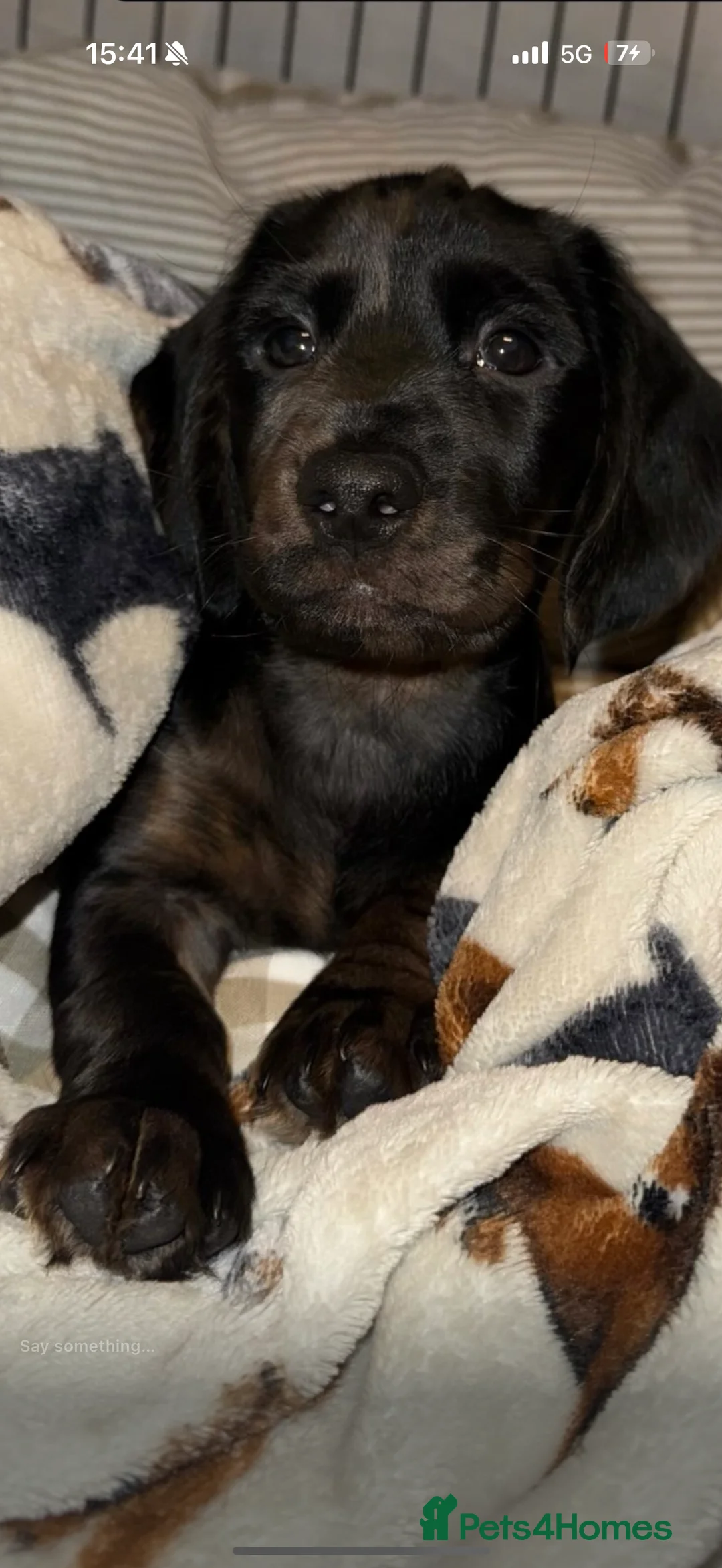 Mixed Breed dogs for sale: Male Cocker spaniel x Dachshund - Advert 1