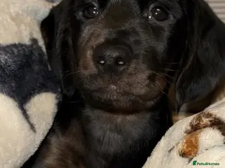 Mixed Breed dogs Male Cocker spaniel x Dachshund - Advert 2