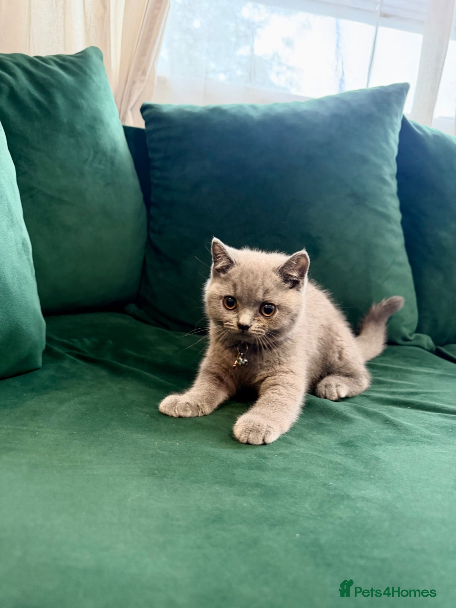 British Shorthair cats Full Pedigree British Shorthair Kittens  - Advert 2