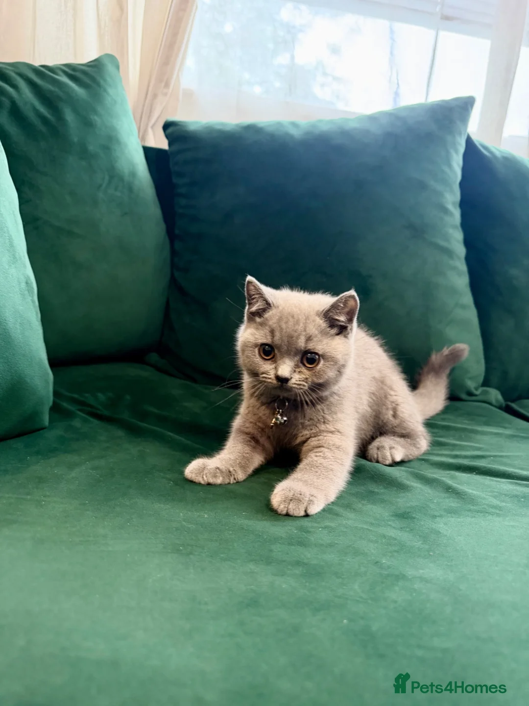 British Shorthair cats for sale: Full Pedigree British Shorthair Kittens  - Advert 2