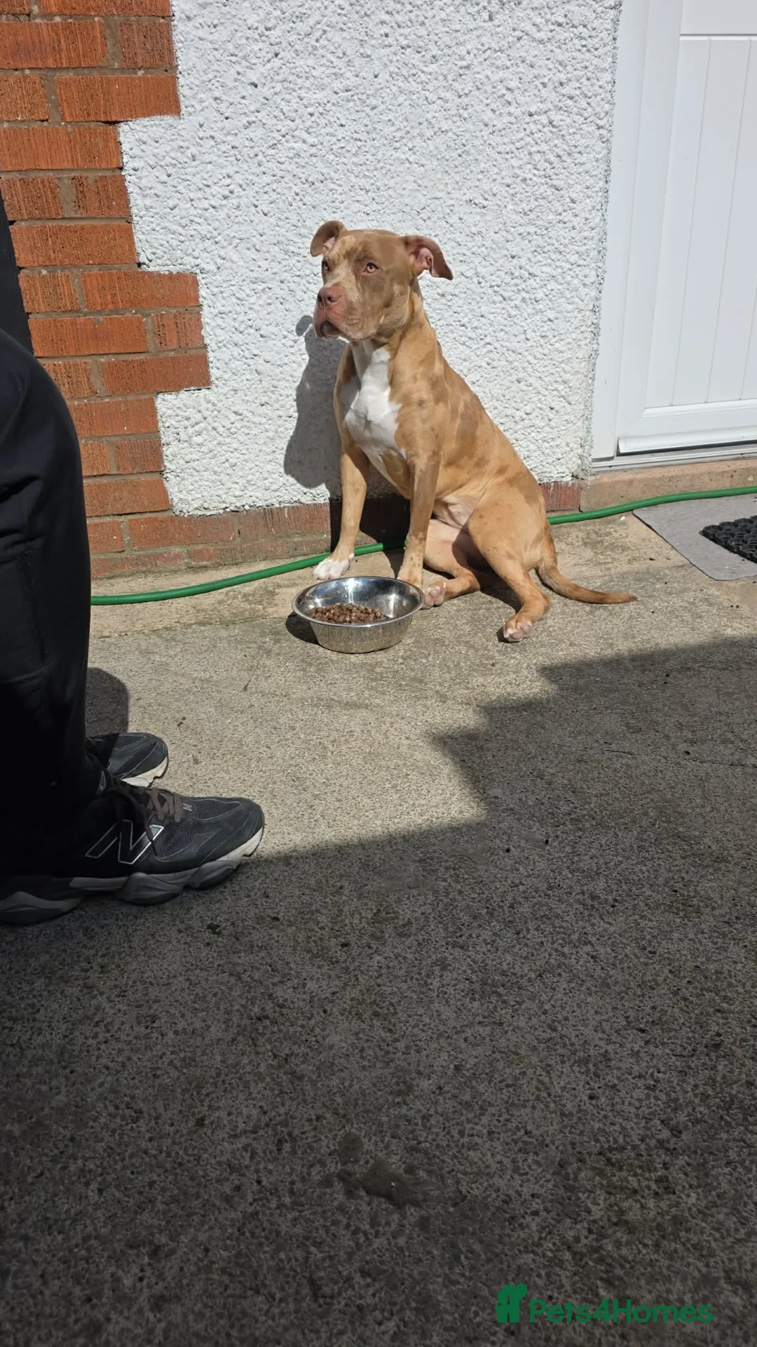 Mixed Breed dogs for sale: adorable 9 month old female in Rhyl - Advert 2